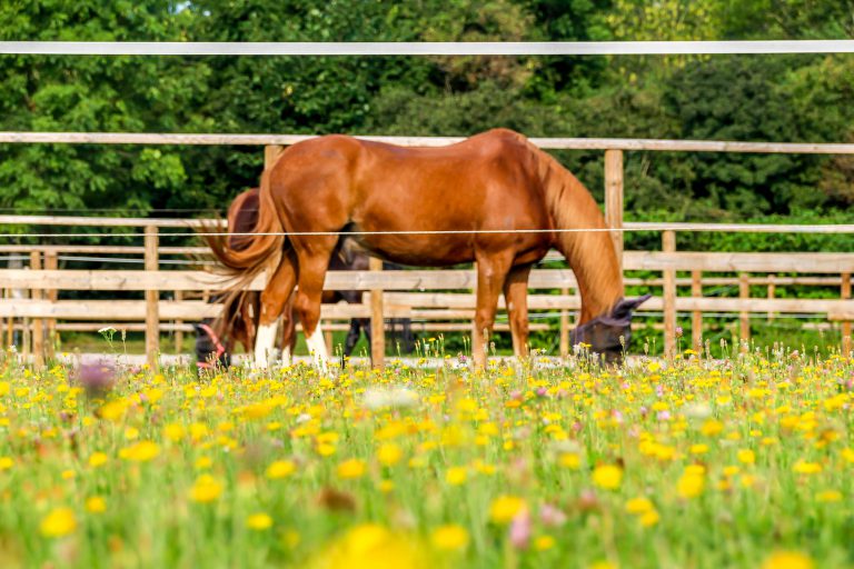 Pferd Auf Der Koppel